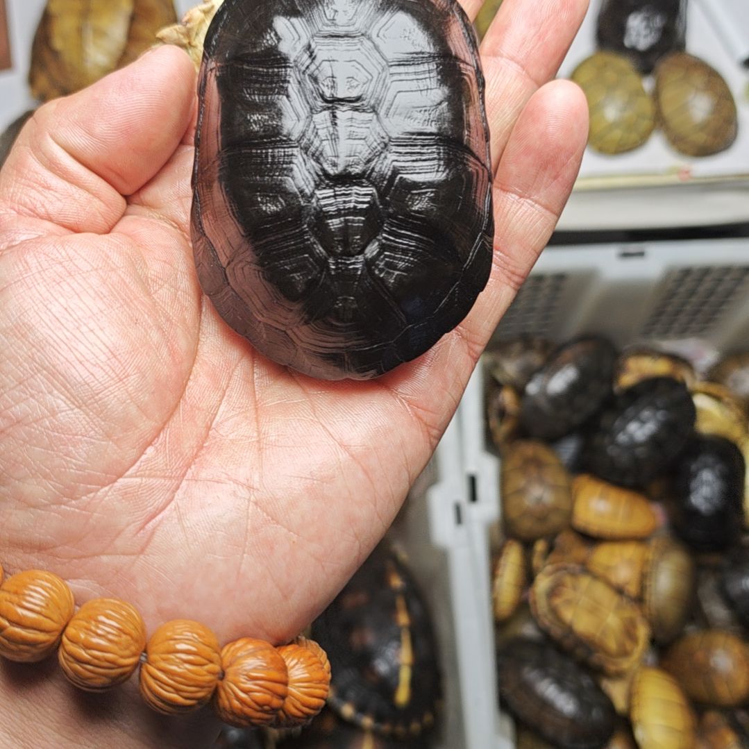 温***酒侏儒龟甲，，，，。，，，，，，，，