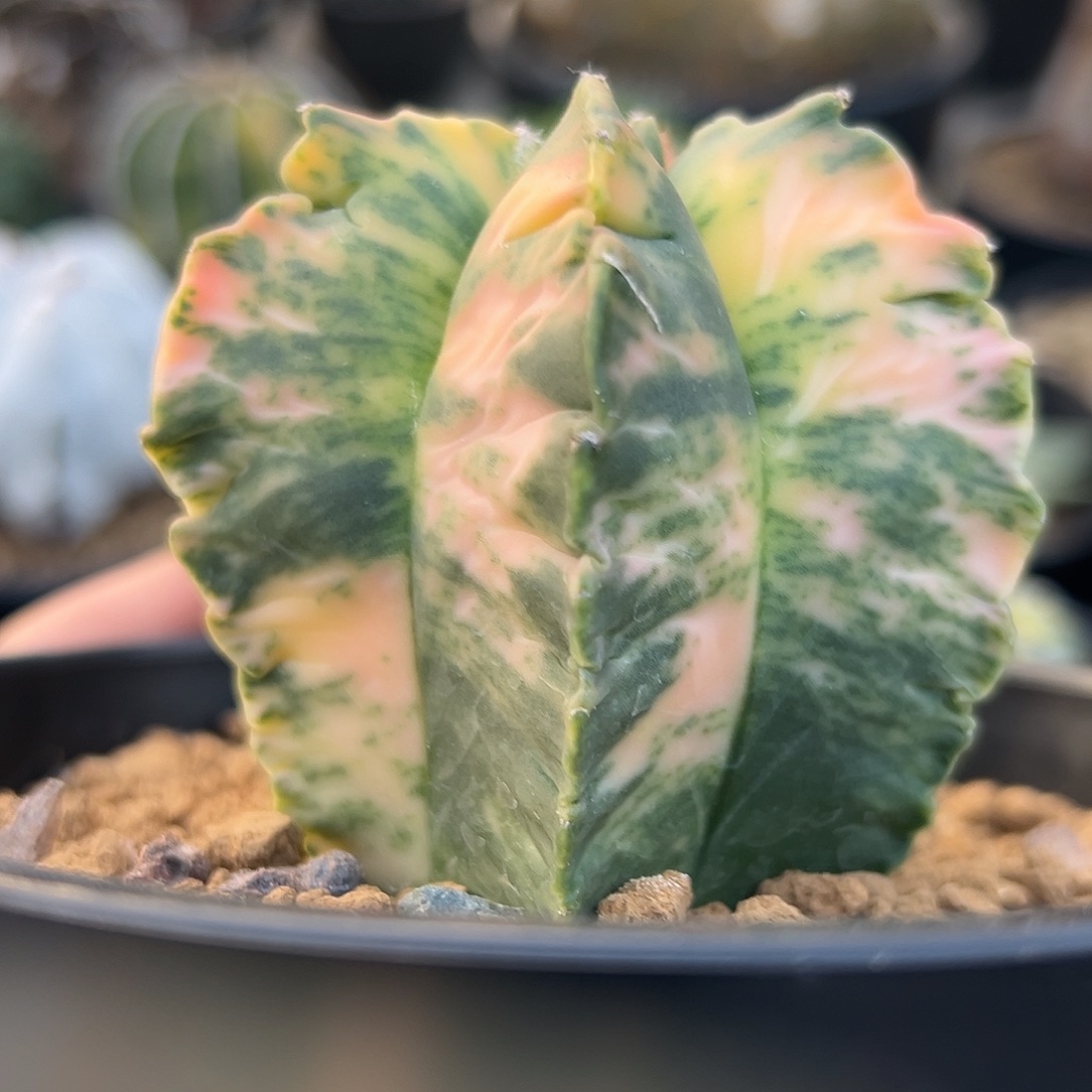 完全开放龟甲锦ggggg