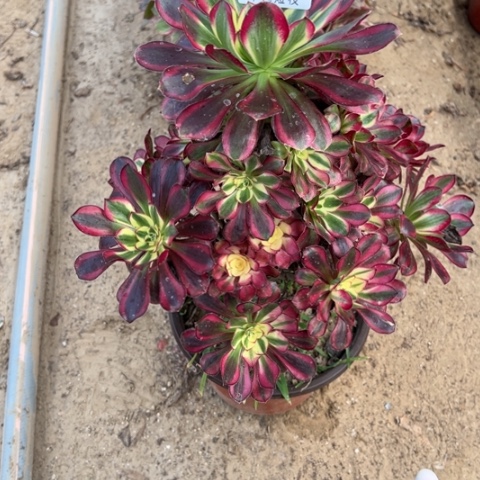 冰琪淋多肉植物法师6944