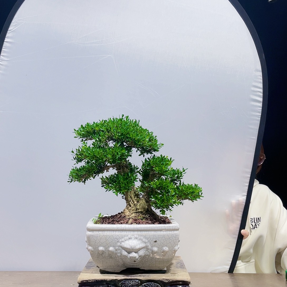 完全开放黄杨盆景四季常青