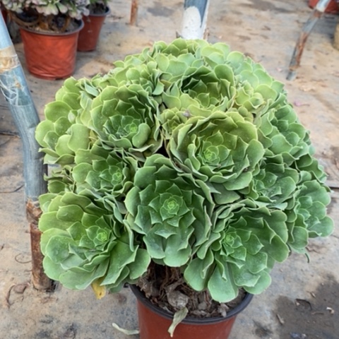 绿羊绒多肉植物016