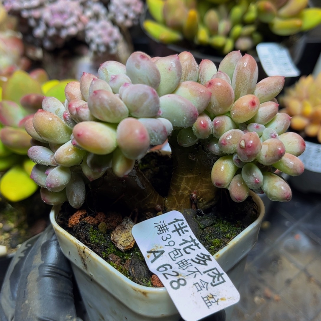 蜡***新528苹果奶缀10厘米多肉