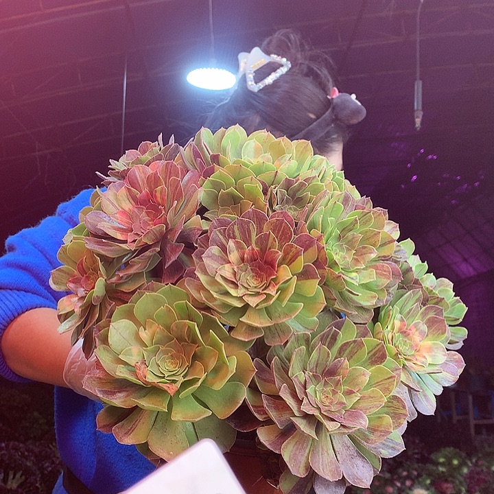 柒柒精品多肉脱土发货不包断侧枝S813
