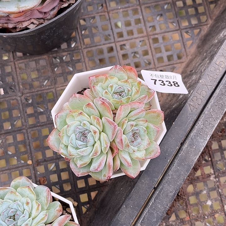 阿雅园艺。       7338冰魄