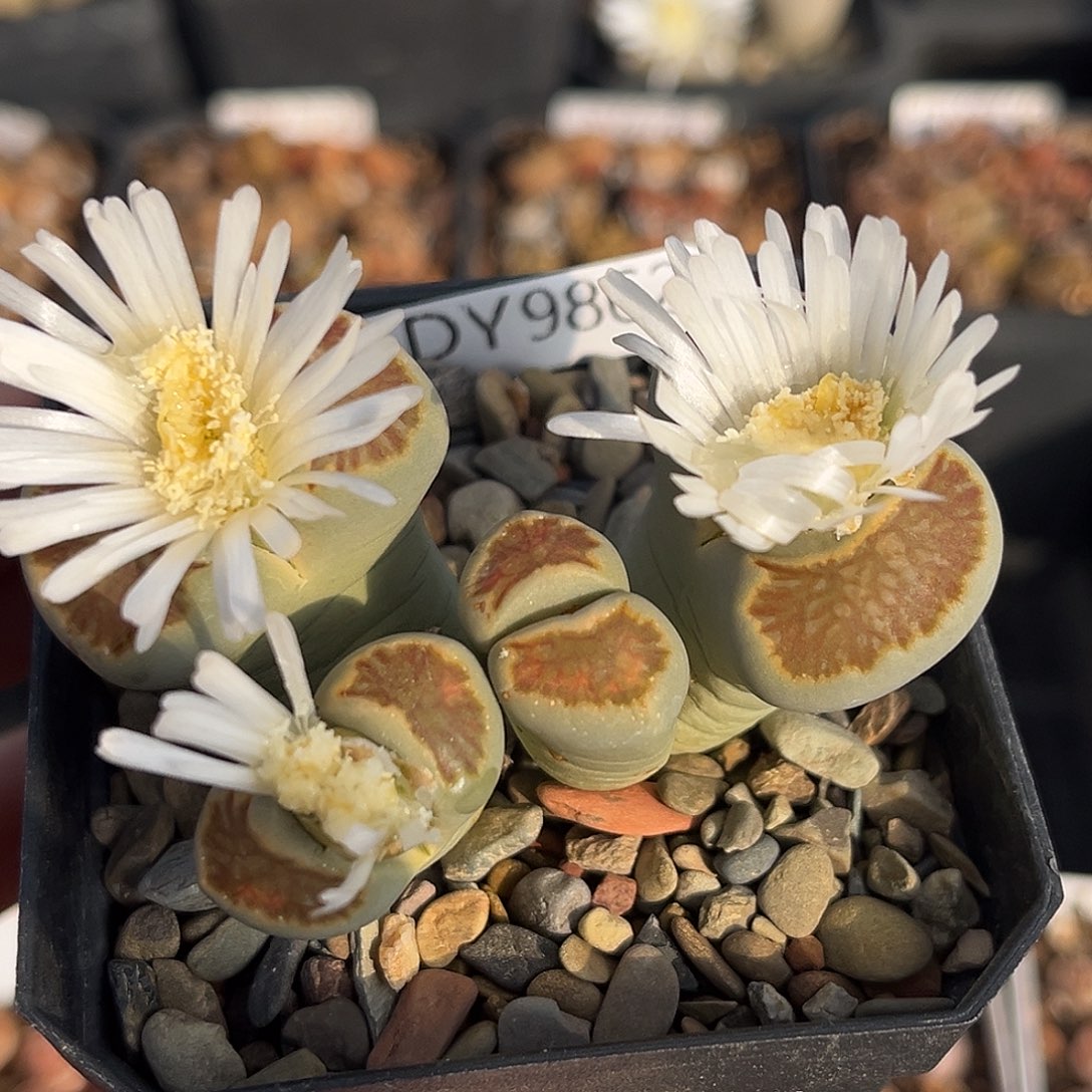 一物一拍菊母本9862绿体红窗菊