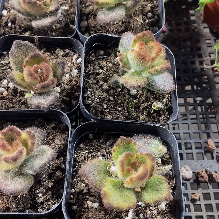 泰迪熊带盆土发货