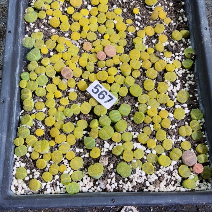 567 生石花一物一图如图