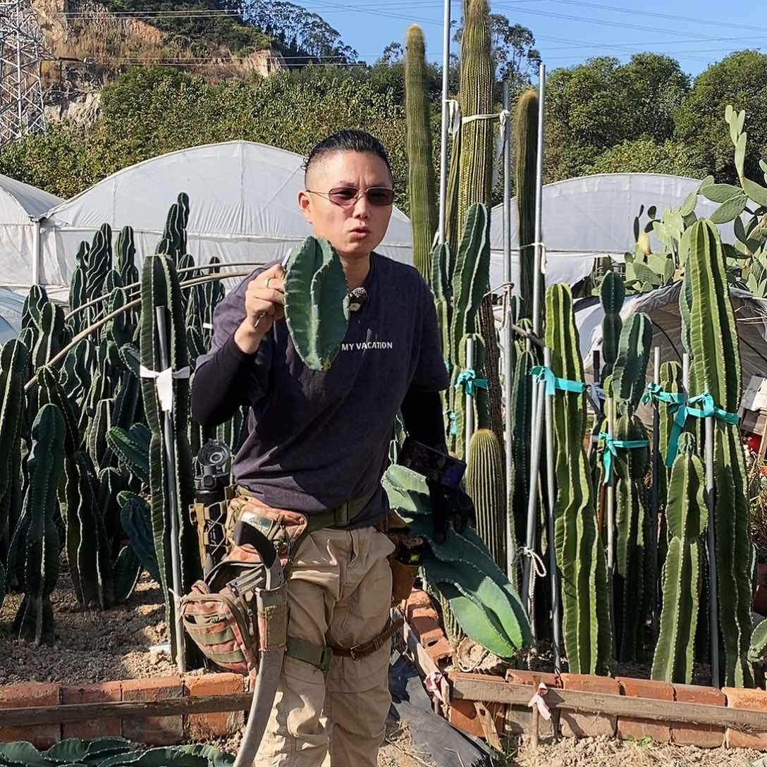 秘鲁苹果现砍20公分左右