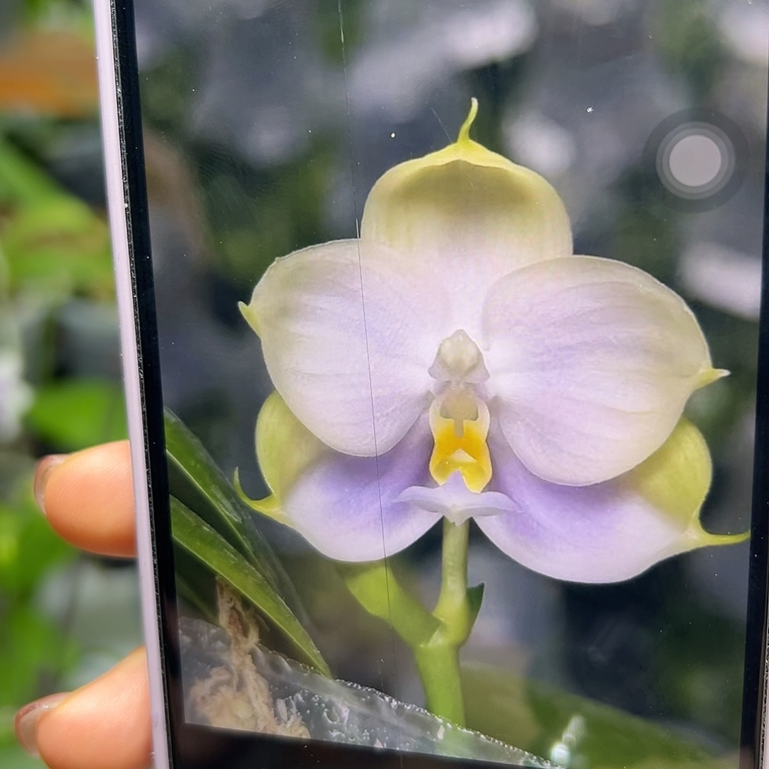 当前无花朵，栽培后可花朵蓝钻分生苗