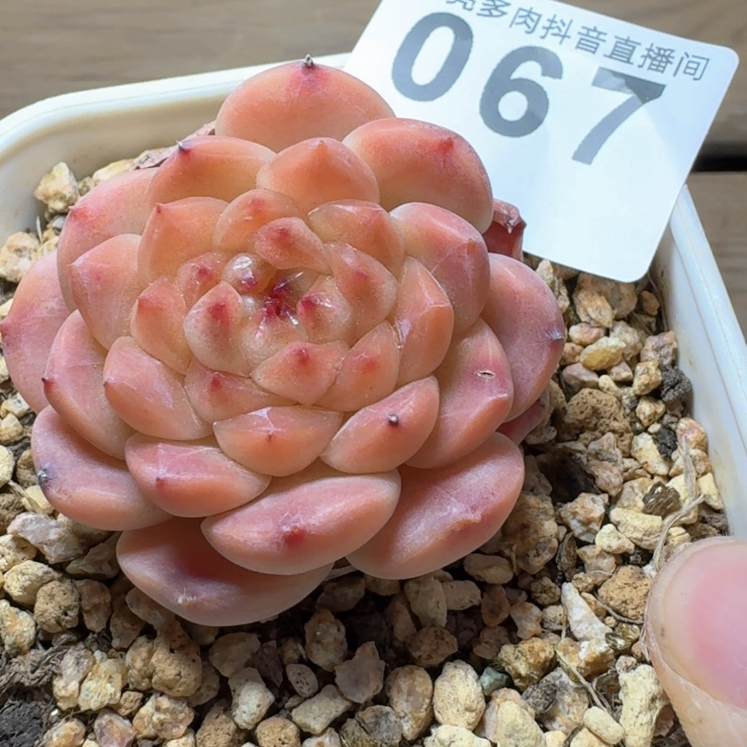 冰魄母本         多肉植物