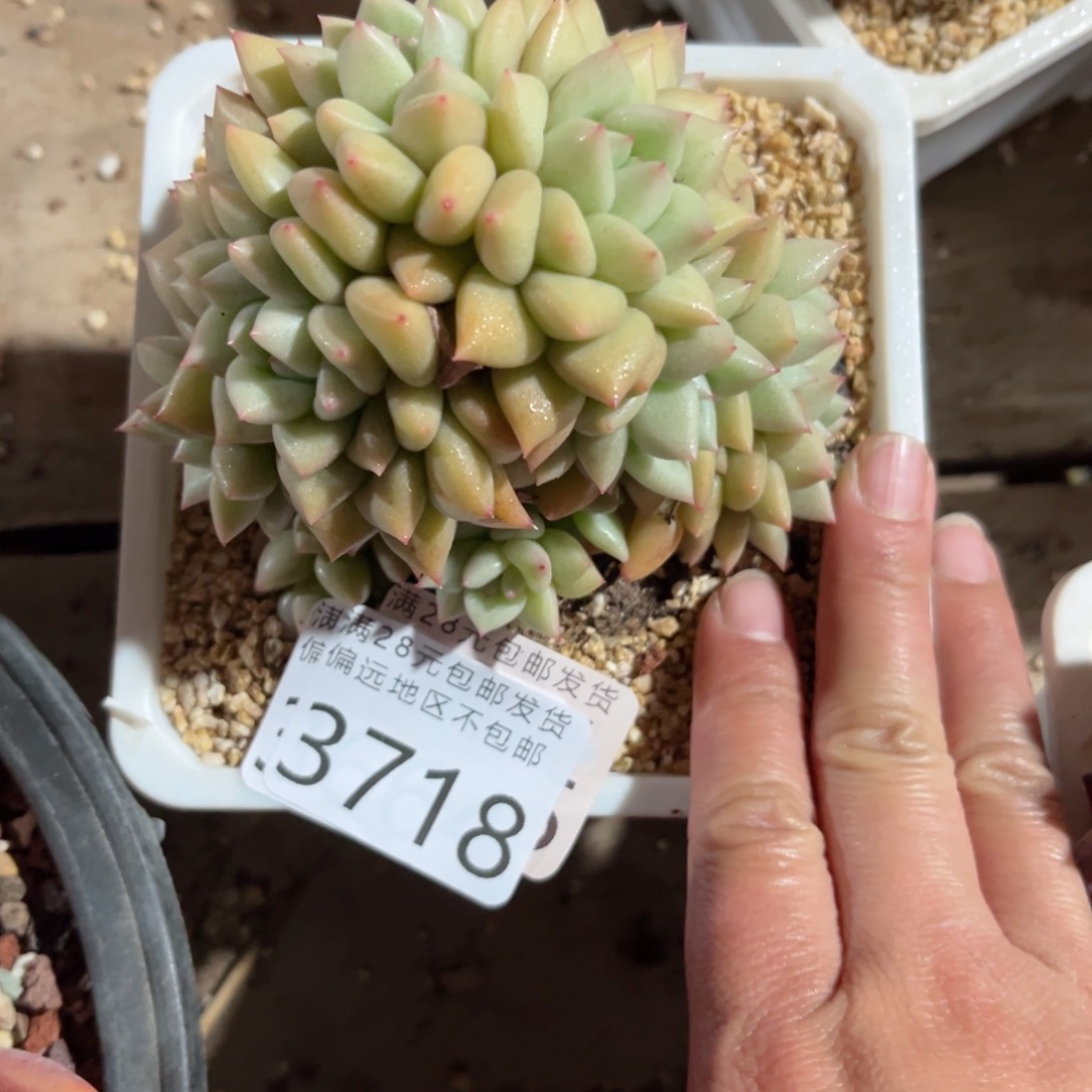 大3718（v c b c b b n m