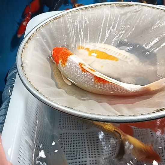 海水鱼锦鲤冷水鱼好养活