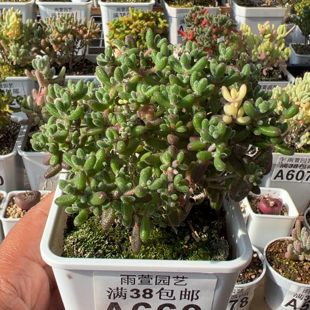 27-660枝干番杏多肉红宝石带全锦头拉丝锦头七方盆