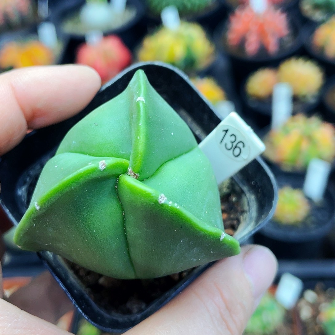 非偏远地区满 25包邮仙人球裸根