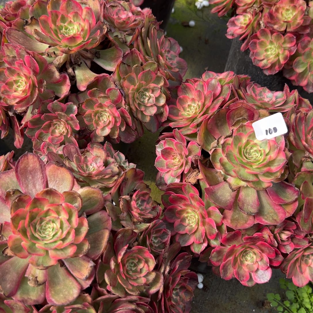 100赤子心20多肉椅子