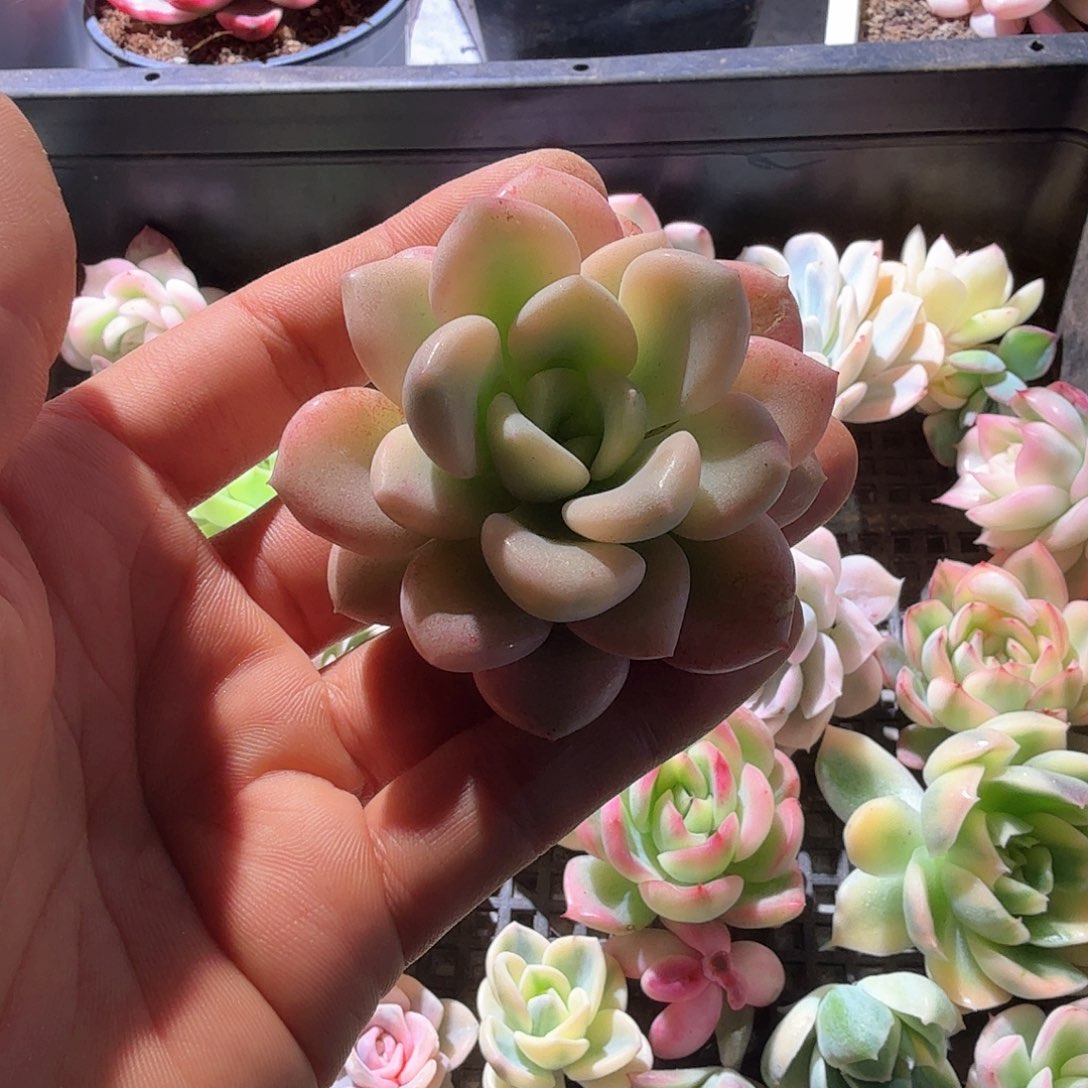 花斑鹿 锦上园艺一物一拍