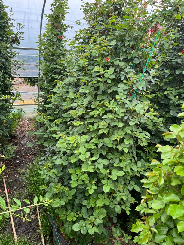 各类品种/月季花墙