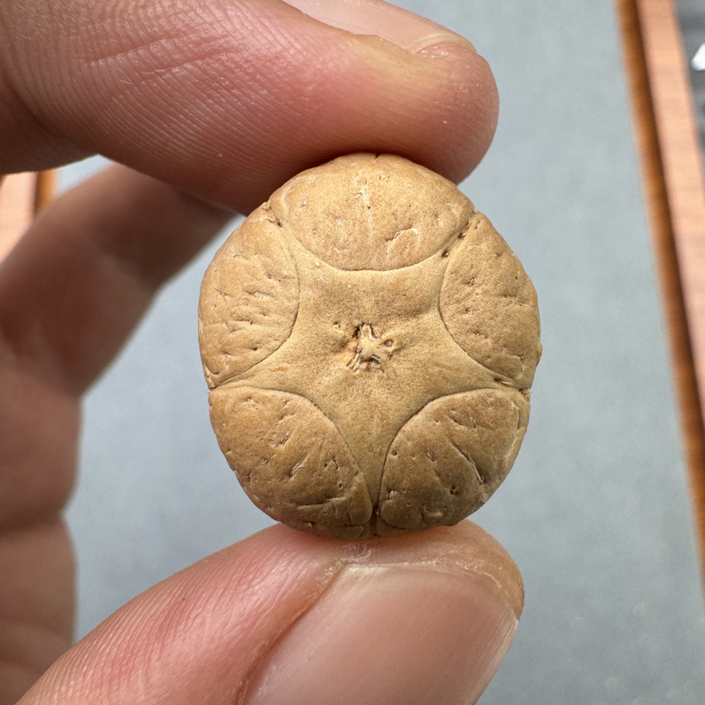 精品20+五星上将菩提凤眼菩提三通佛头，非质量问题开孔不退wj0910