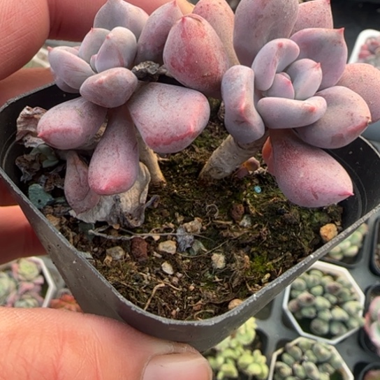 183丘比特多肉植物多