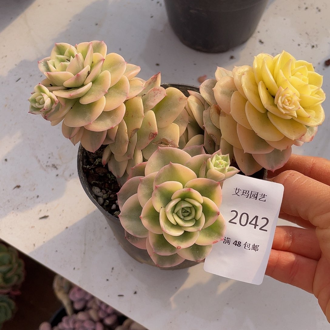 蜡牡丹042 多肉多肉多肉
