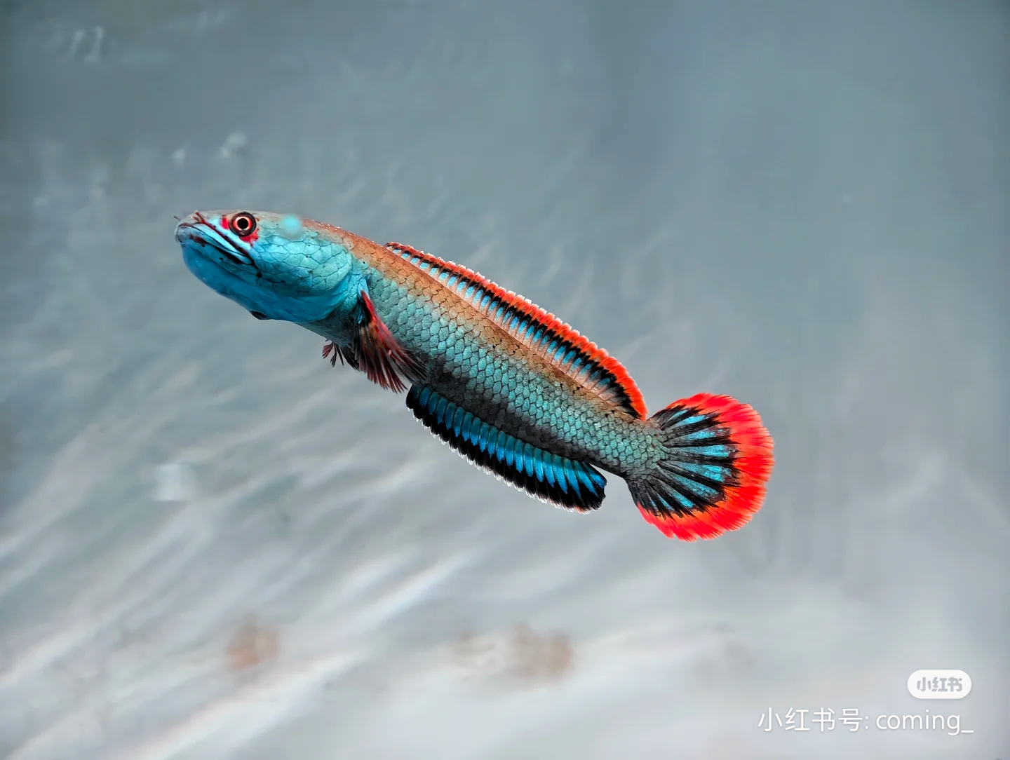 《直播间雷龙鱼专拍②号》