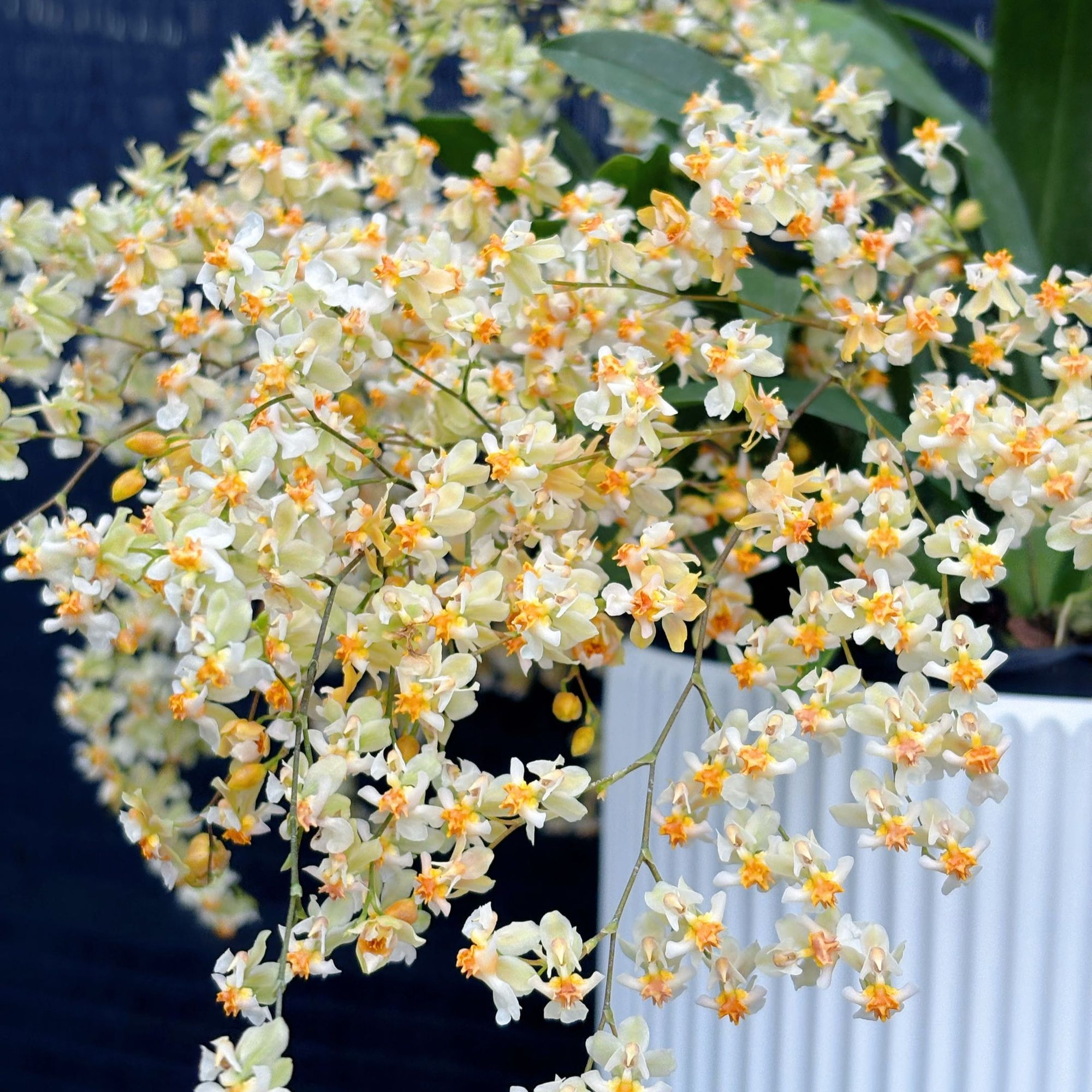 奶油白10支花剑以上梦香兰盆栽兰花