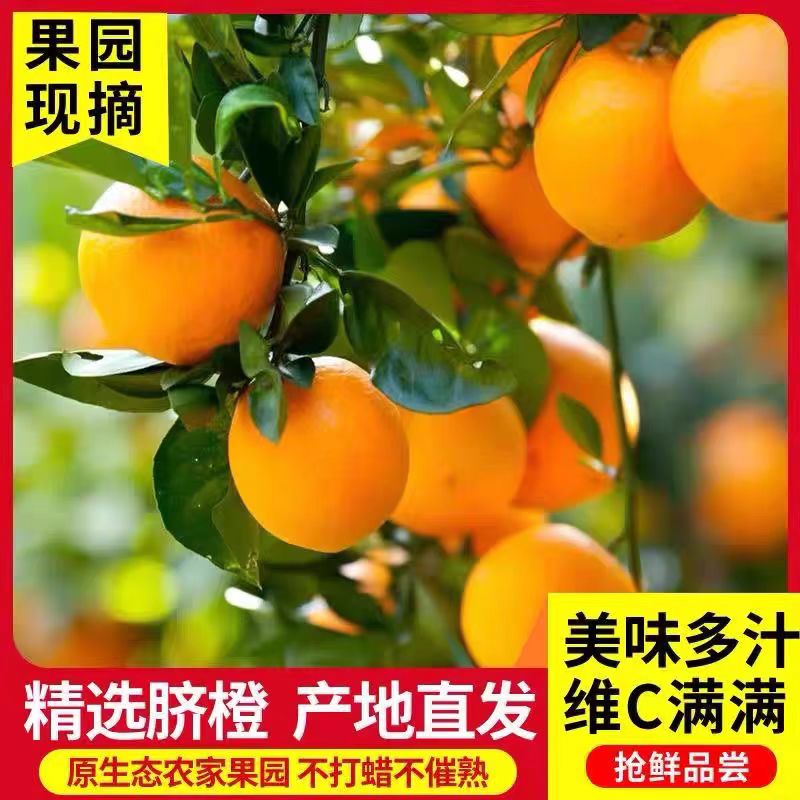 云南永善脐橙现摘现发爆汁新鲜应季高山水果榨汁香甜精品孕妇可吃
