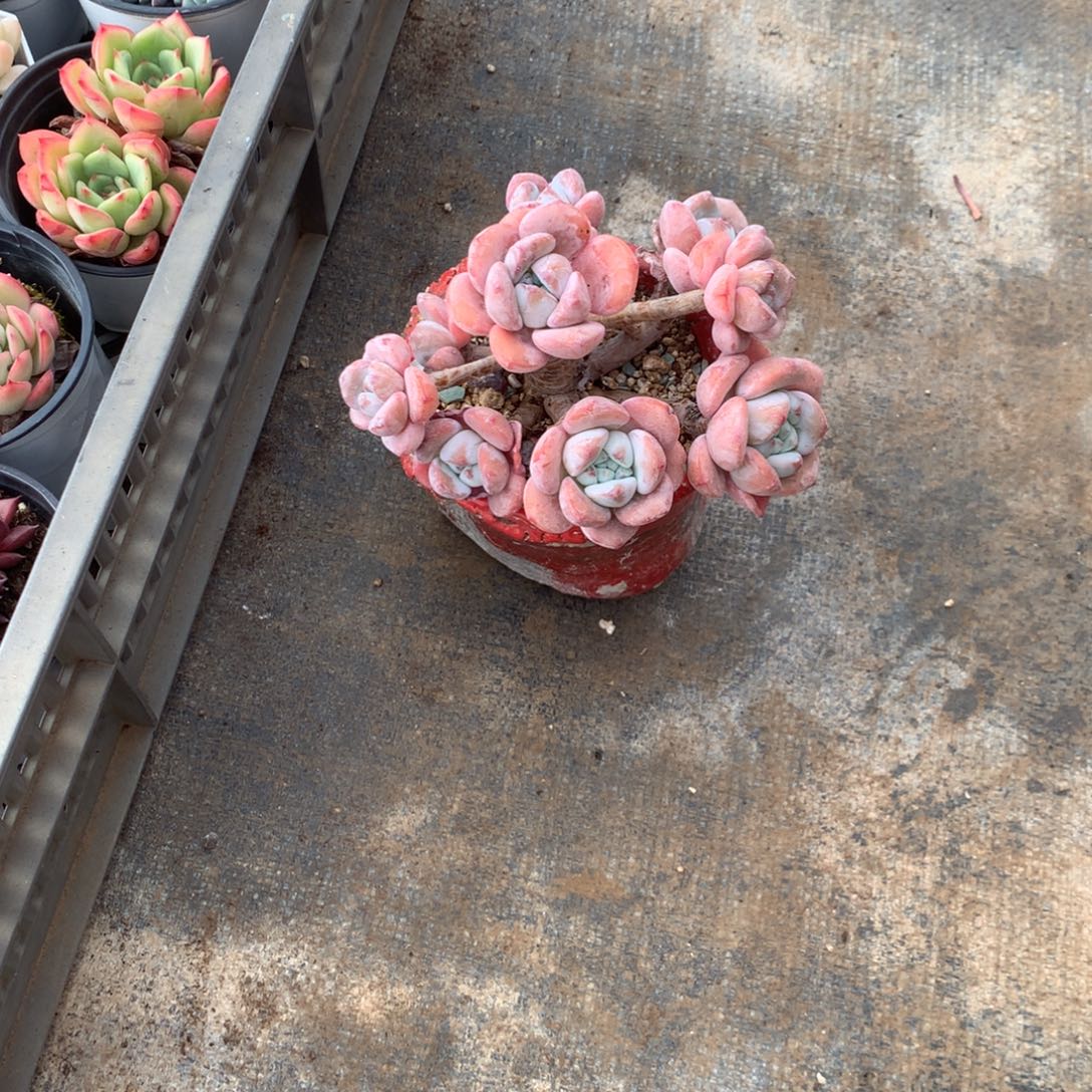 旭***旭人工增水系统在国内市场具有