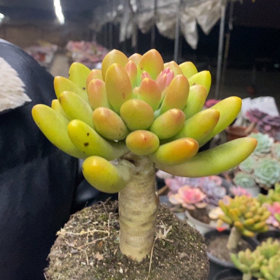 金蝉大单头老桩多肉