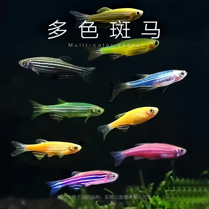 好养耐活斑马鱼淡水小型热带观赏鱼灯科鱼