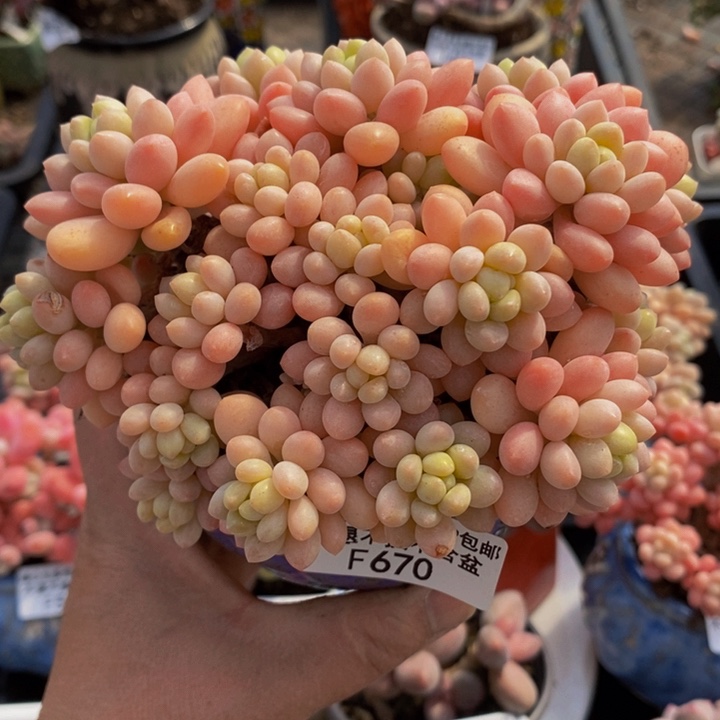 鱼子酱老桩12cm670多肉植物