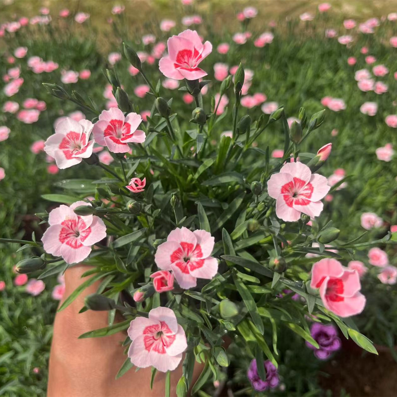 蜜桃石竹多年生四季开花草坪耐寒耐旱庭院盆栽绿化易成活