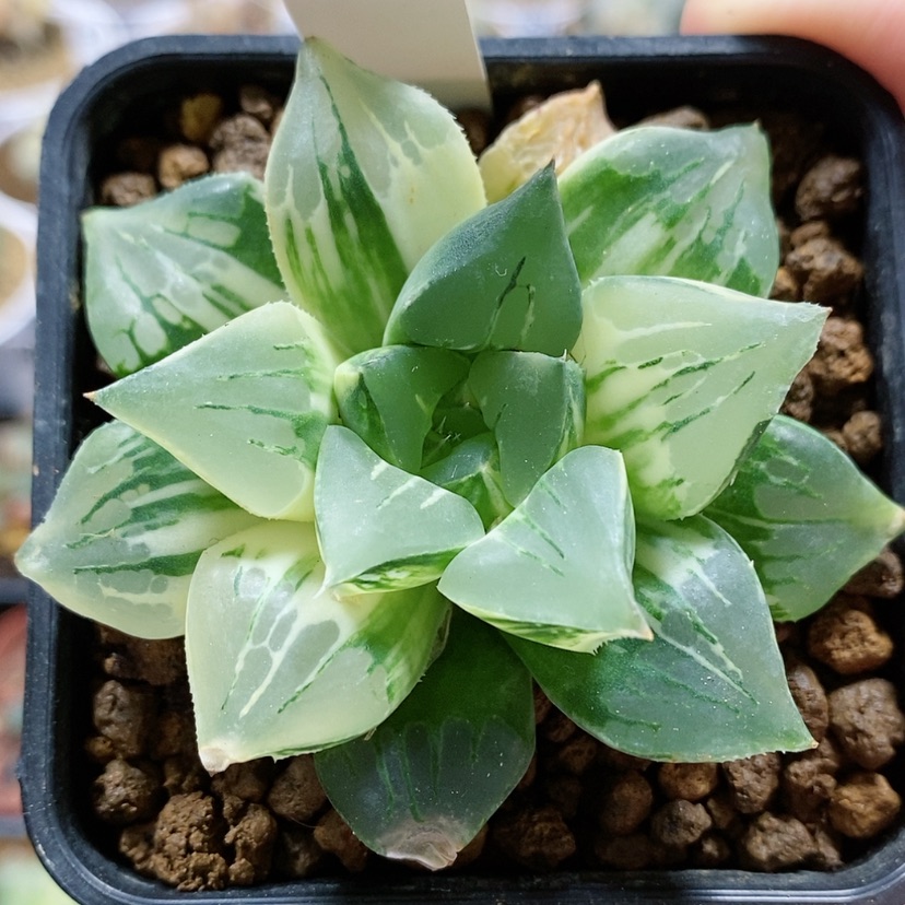 【闪购商品】4莫迪卡锦