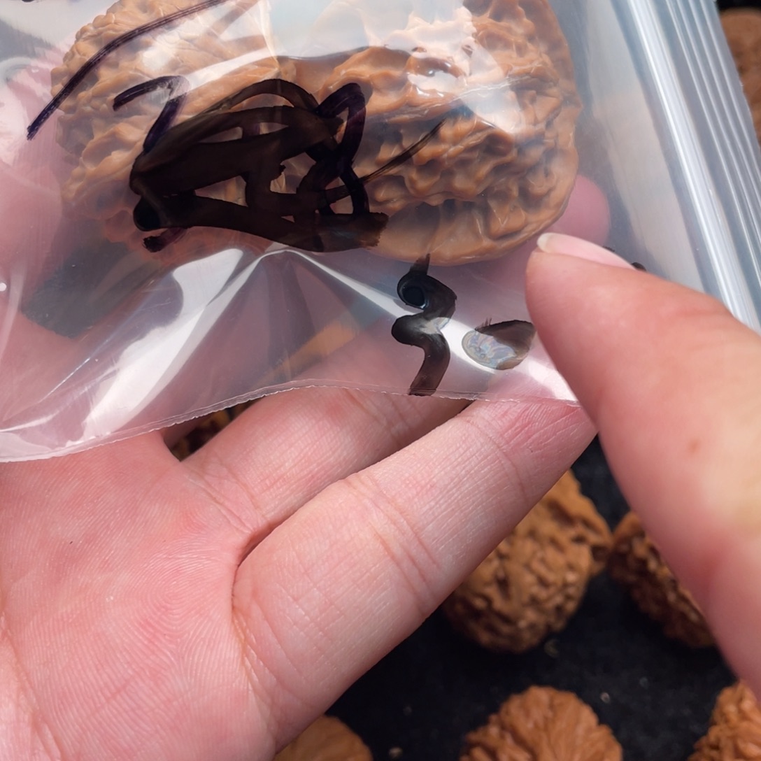 鸿***金文玩核桃吊坠盘山