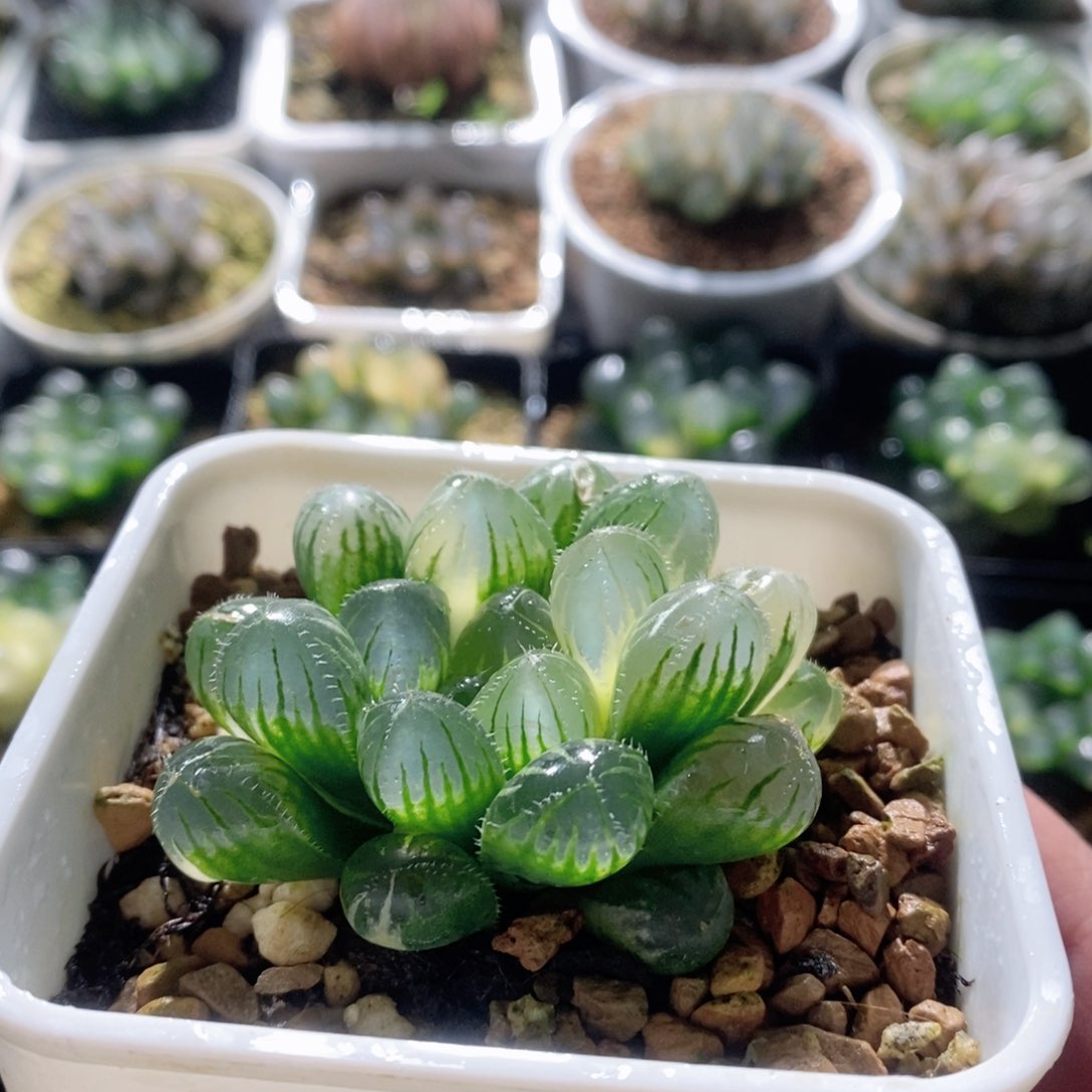 实生玉露锦多肉植物