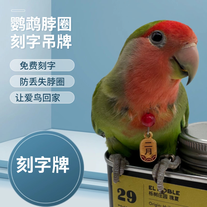 不锈钢鹦鹉脖套刻字定制玄凤牡丹虎皮栓鸟链遛鸟脖圈