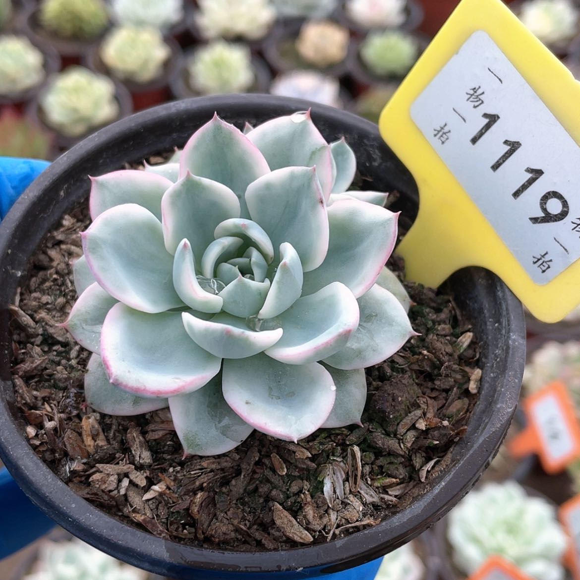 【闪购商品】无花朵1119号