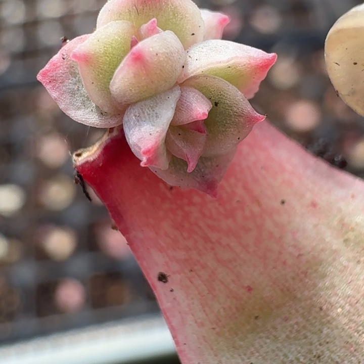 月***汐多肉锦覆轮好看好看