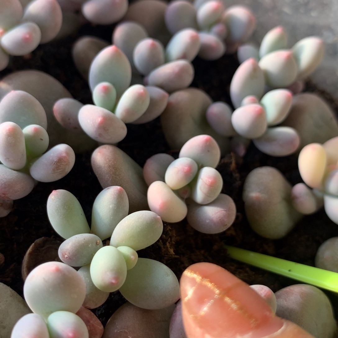 奶酪锦 紫皮奶锦锦