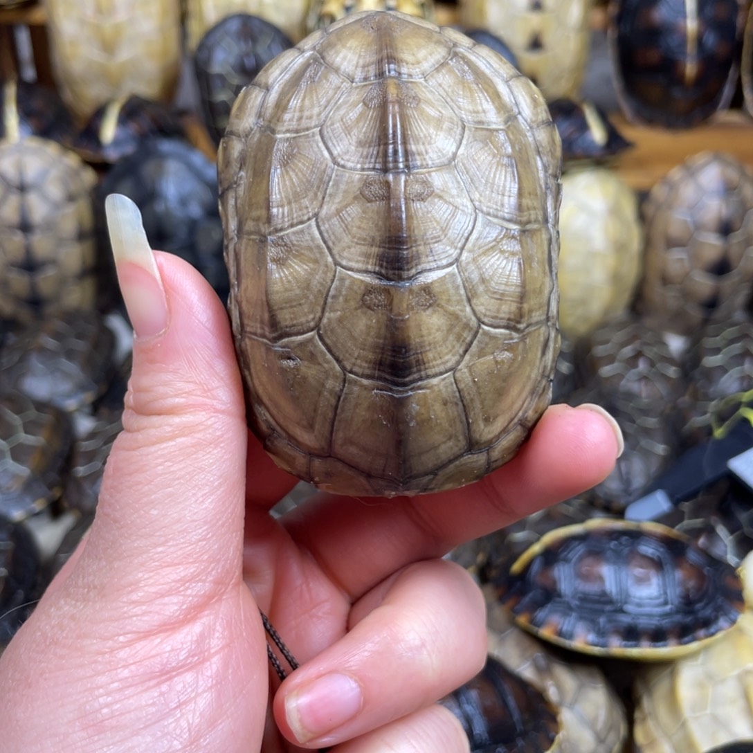 白玉小草龟龟壳富甲一方