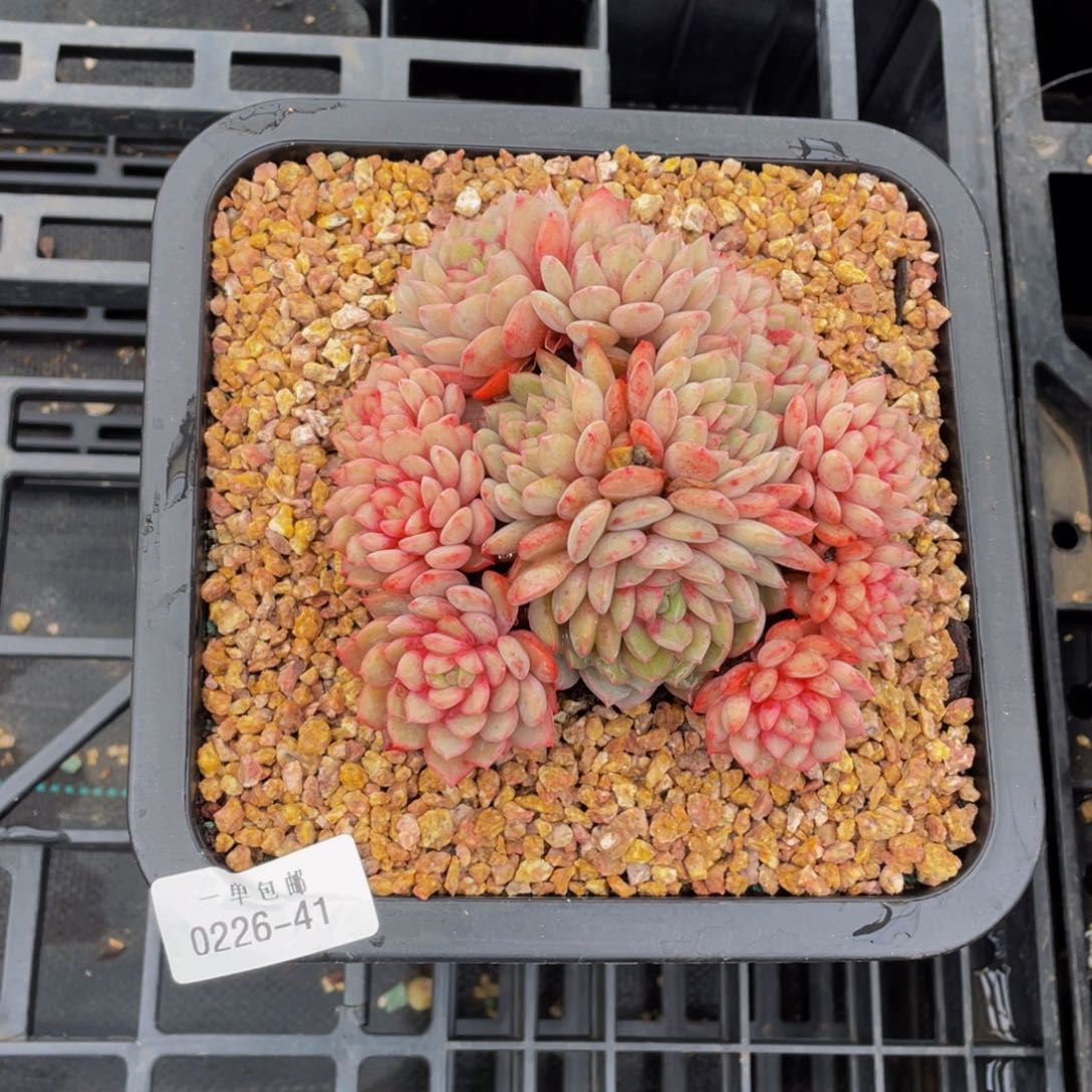 0226-41-金雀。。。。。。