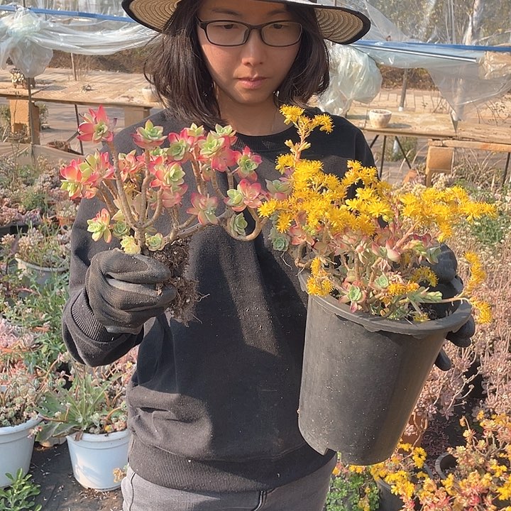 薄化妆9.9米 量拍多肉