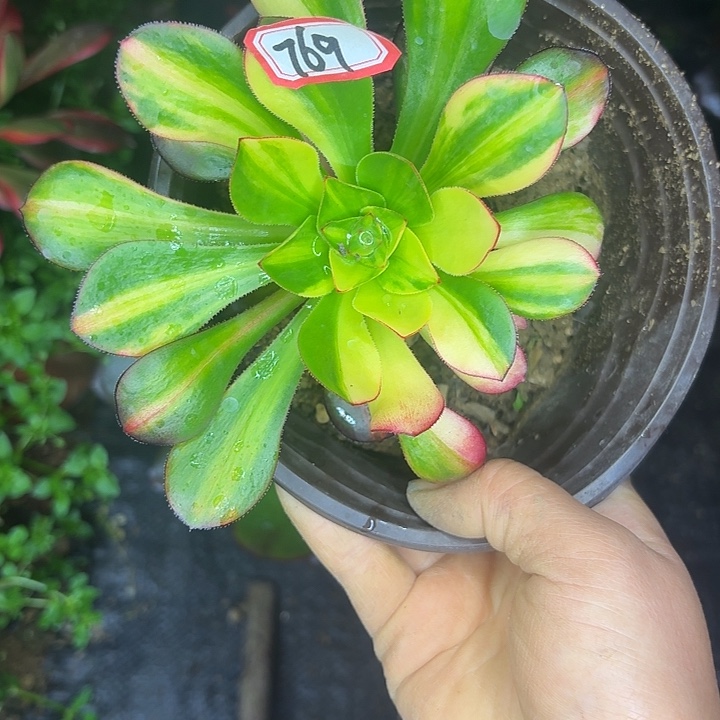 曾***往巫毒七彩小单头769多肉