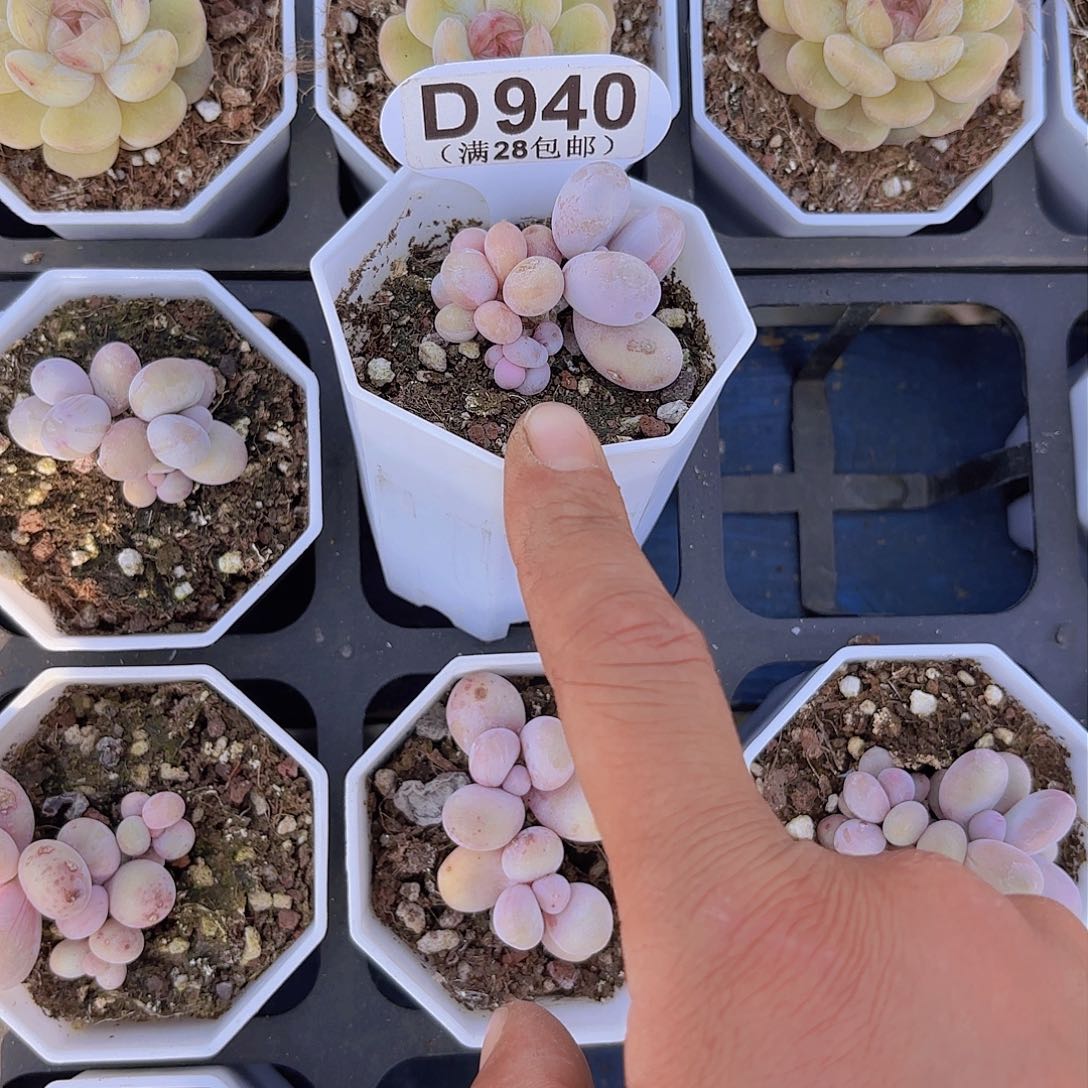 D940奶酪一物一拍