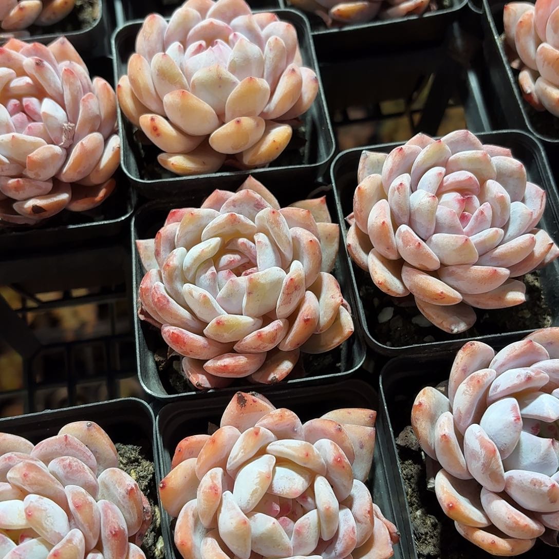 橙梦露多肉7㎝盆单头