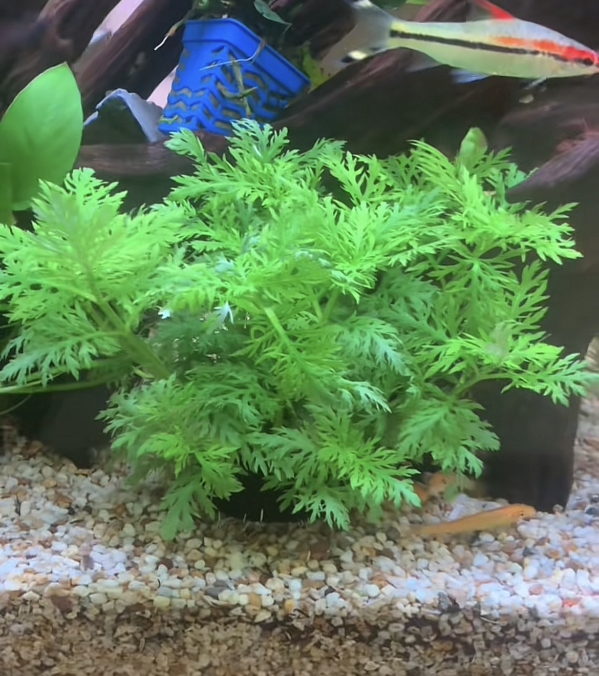 水罗兰坨草水草植物活体真草造景阴性水草懒人新手小白鱼缸水草