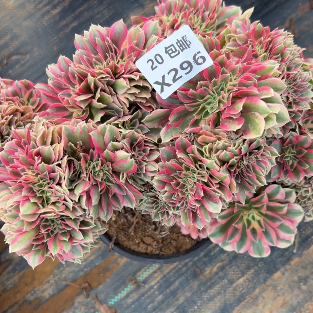 296女巫缀，满20包邮嘟叮熊