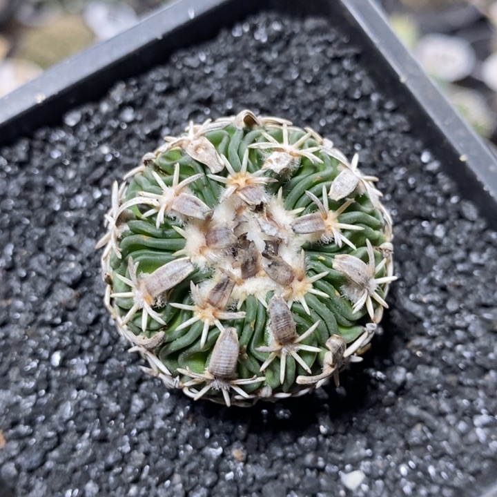 实生太刀岚72号3.5cm