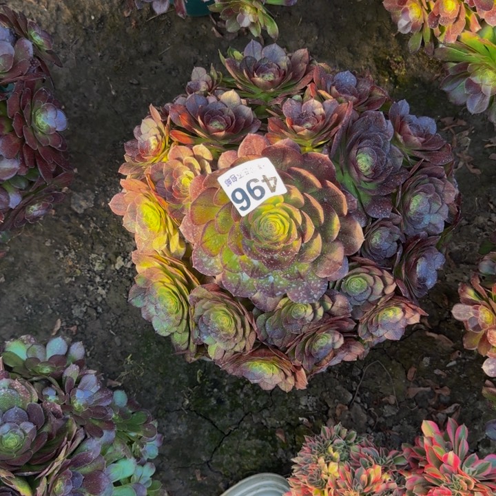 黑魔花29-37包邮花花