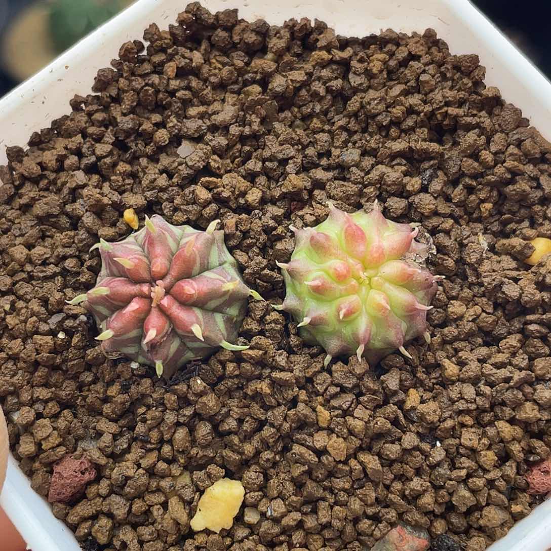 实生两颗坤坤法丽达锦仙人球